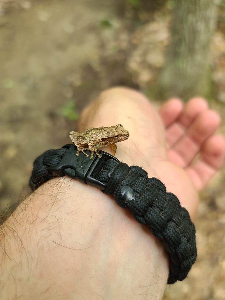 Student discovering a frog