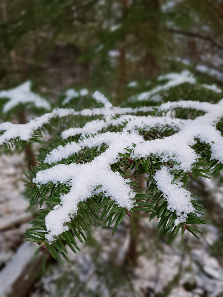 Snow-dusted evergreen branch