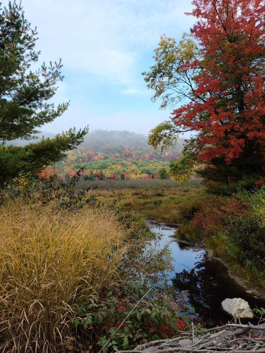 Fall foliage landscape