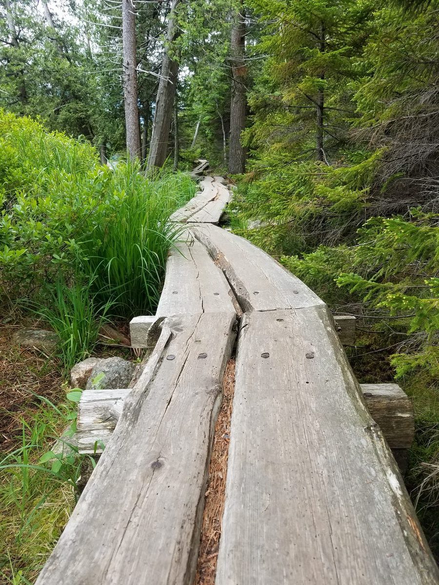 Woodland trail and bridge